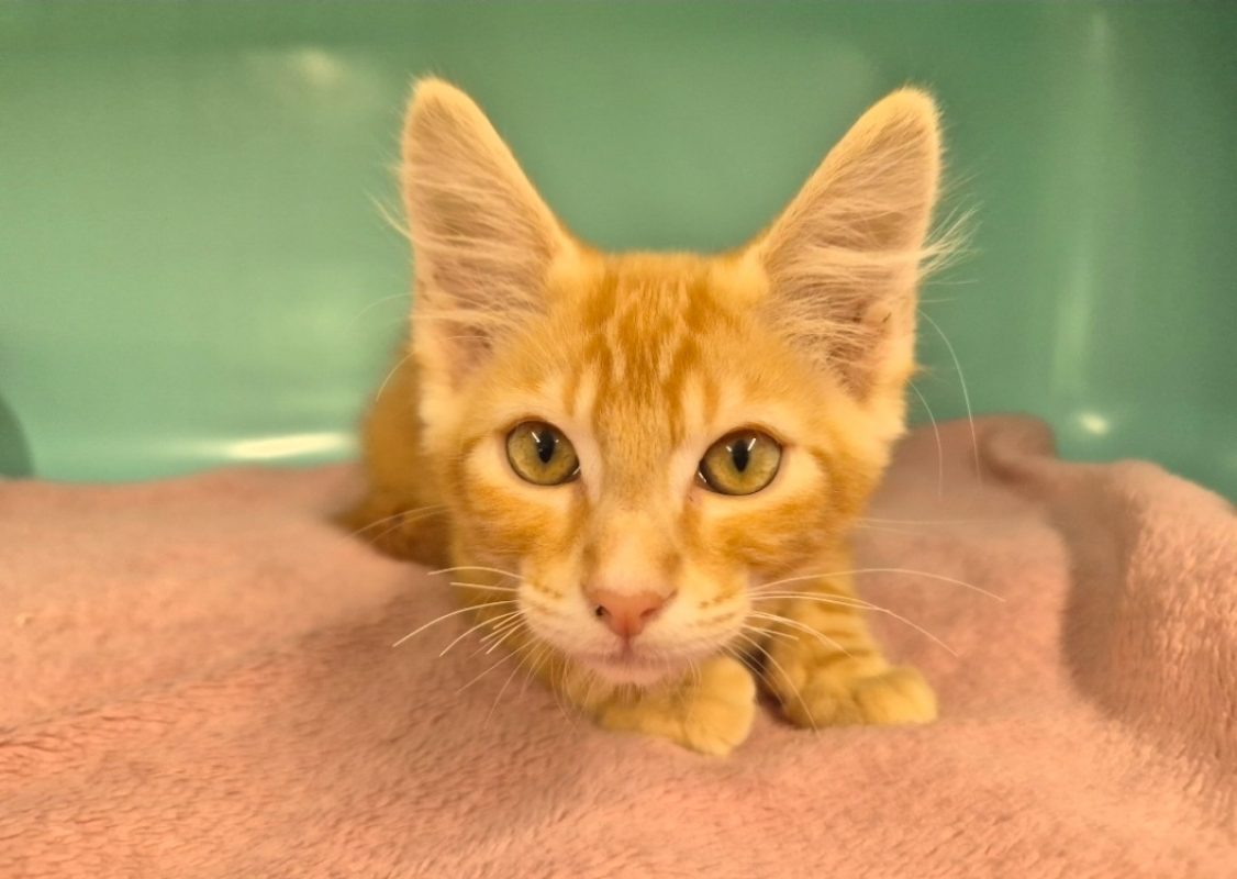 Jax - Chat Européen à adopter - photo 2