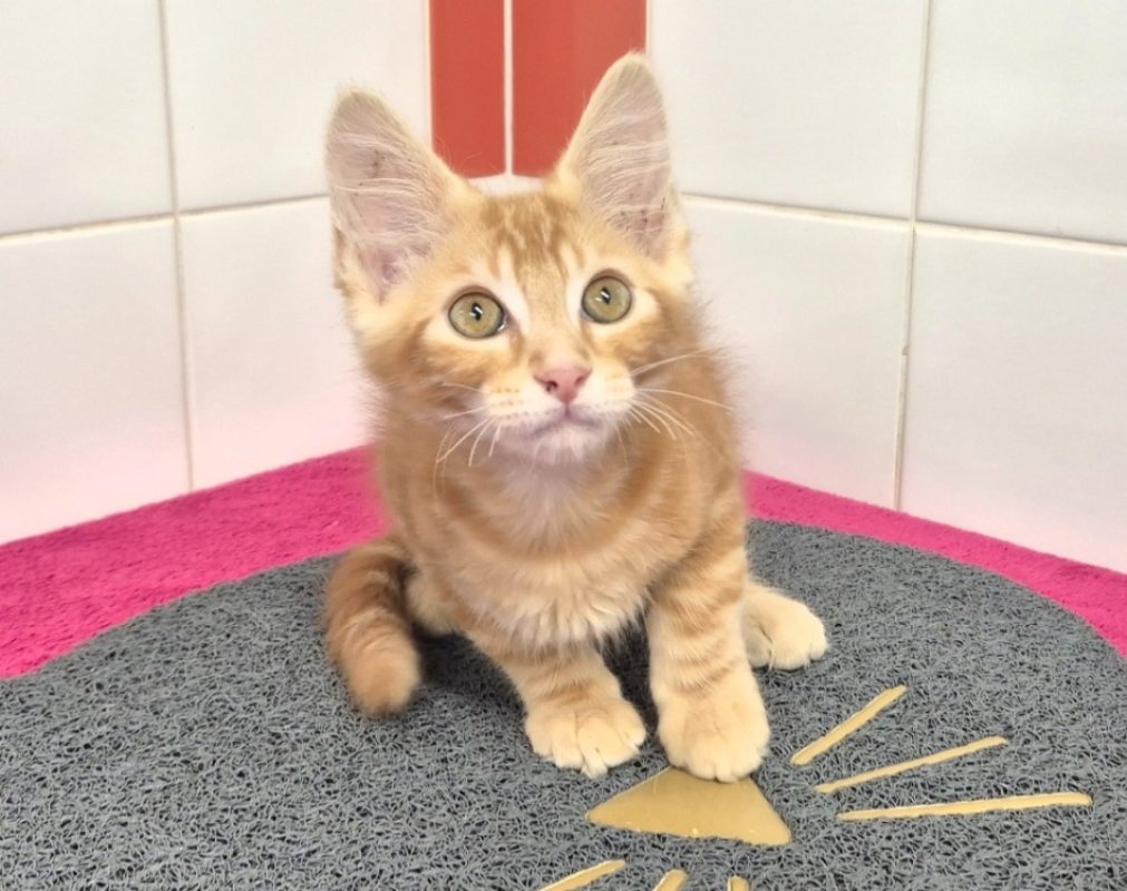 Jax - Chat Européen à adopter - photo 3