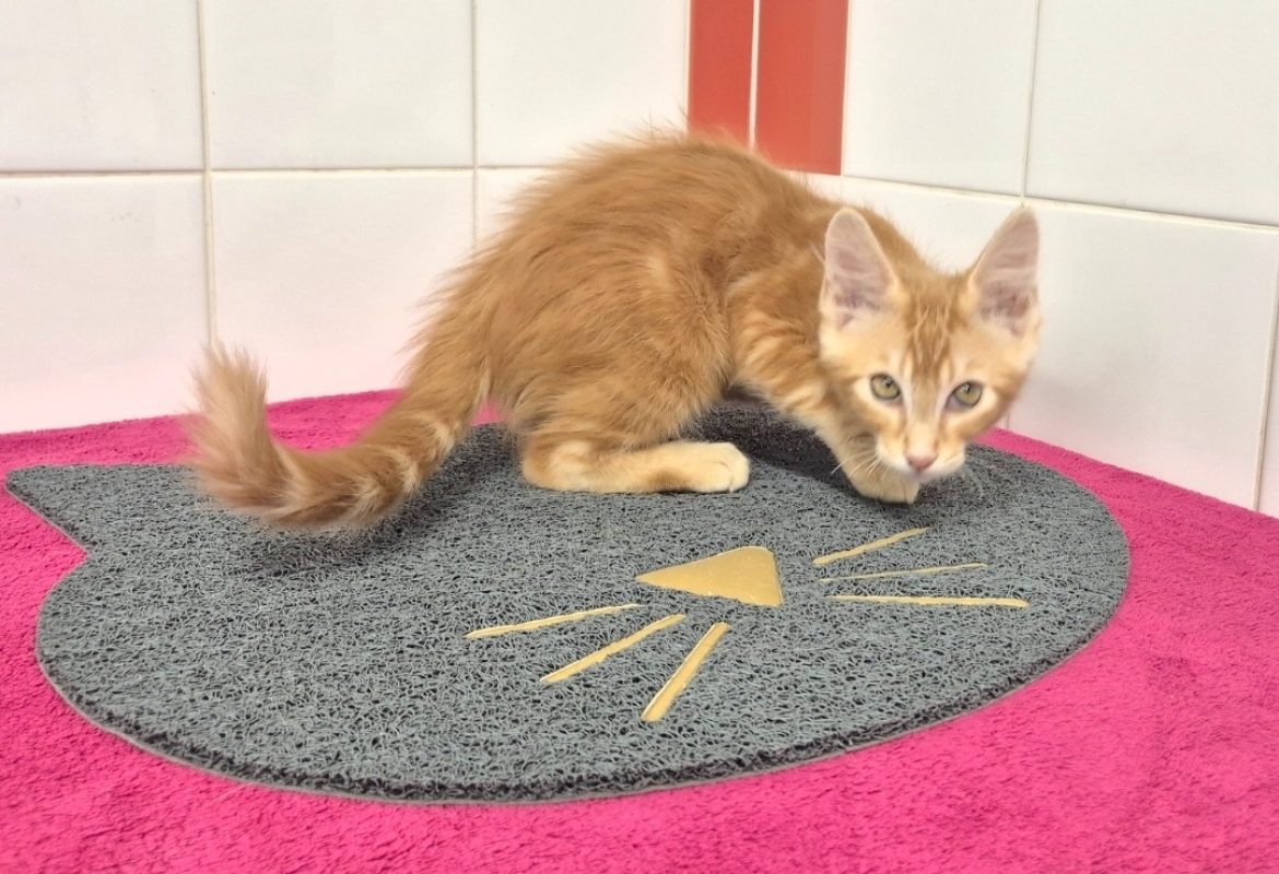 Jax - Chat Européen à adopter - photo 4