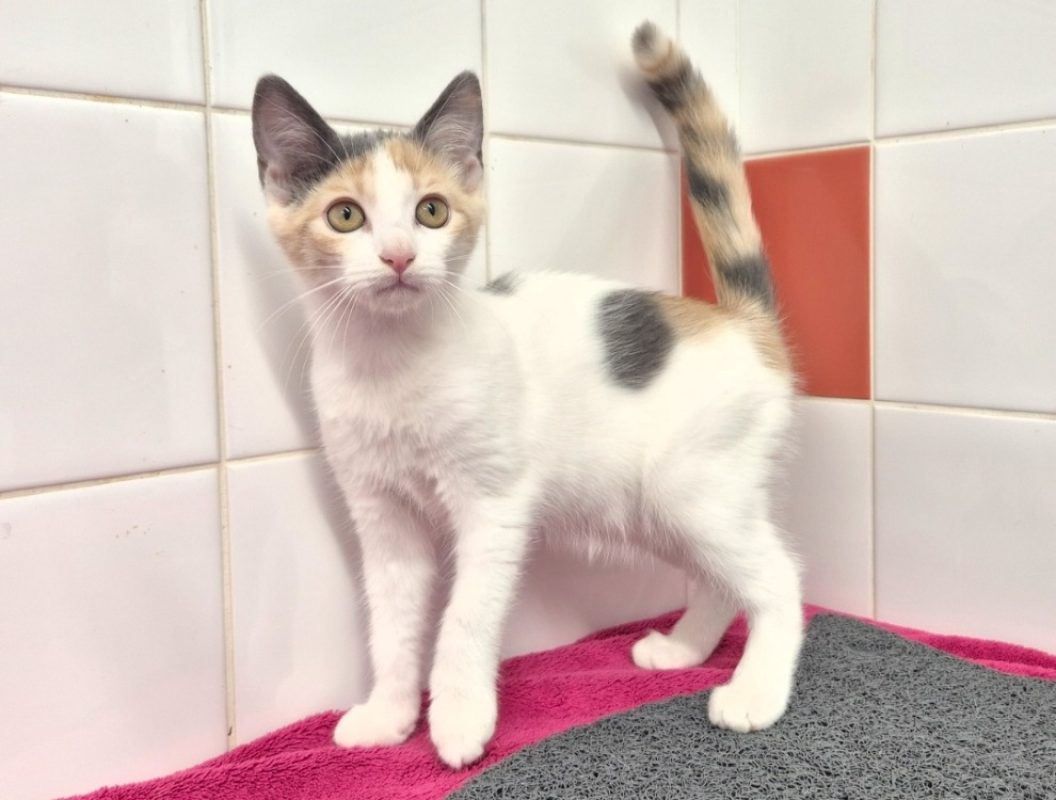 Bianca - Chat Européen à adopter