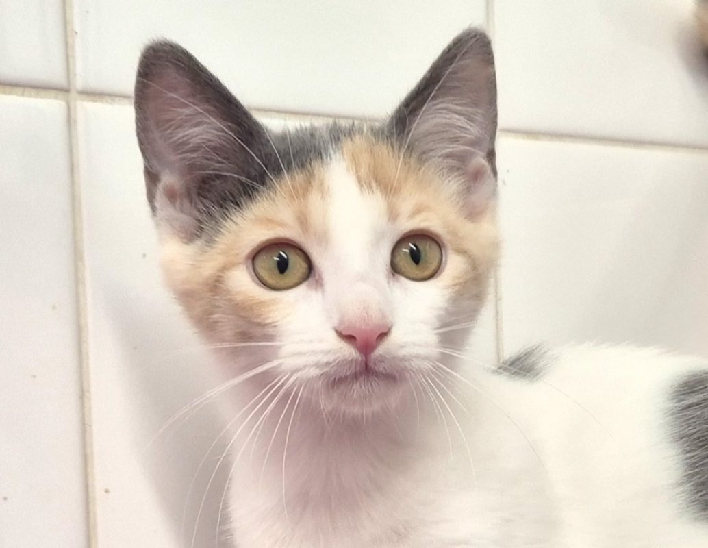 Bianca - Chat Européen à adopter - photo 2