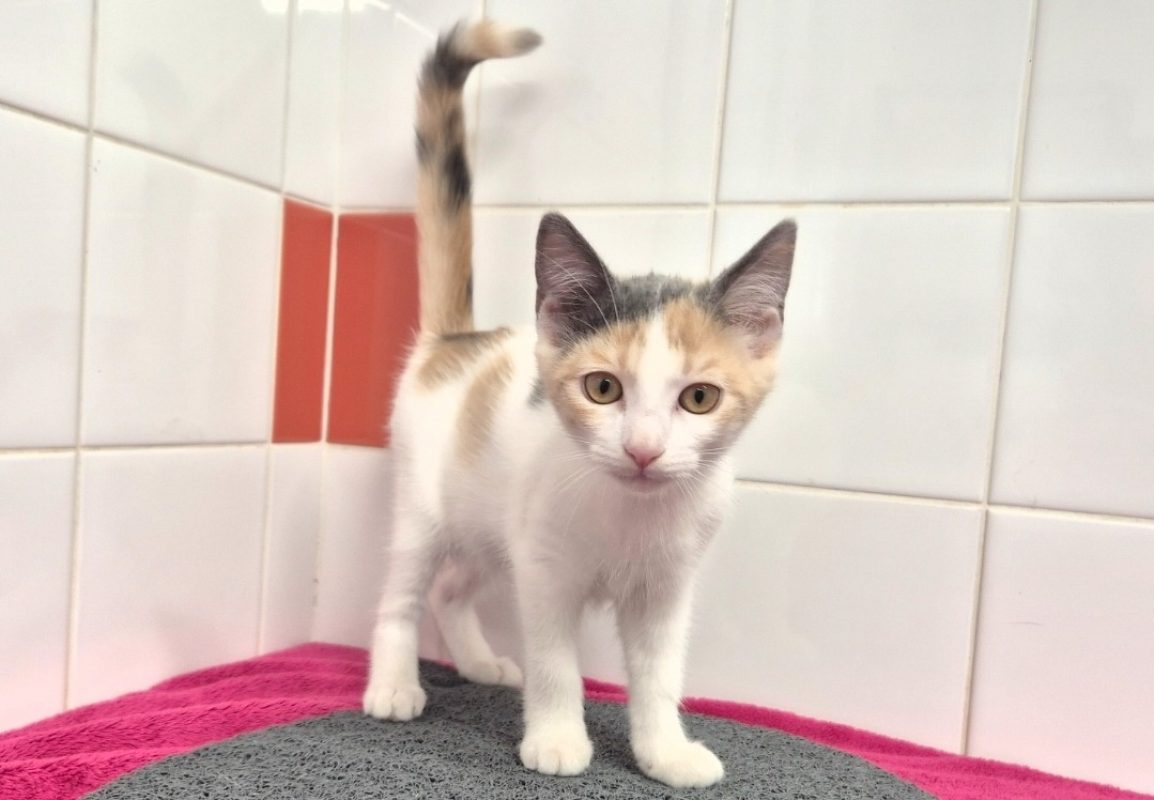 Bianca - Chat Européen à adopter - photo 3