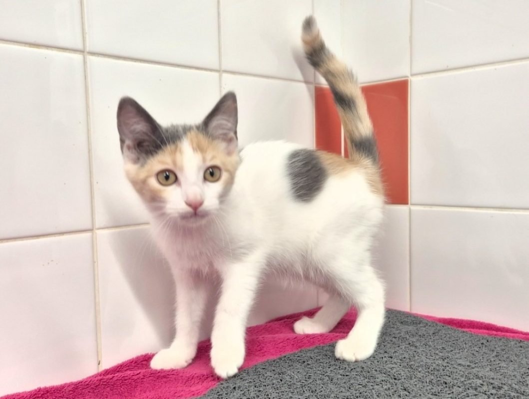 Bianca - Chat Européen à adopter - photo 4