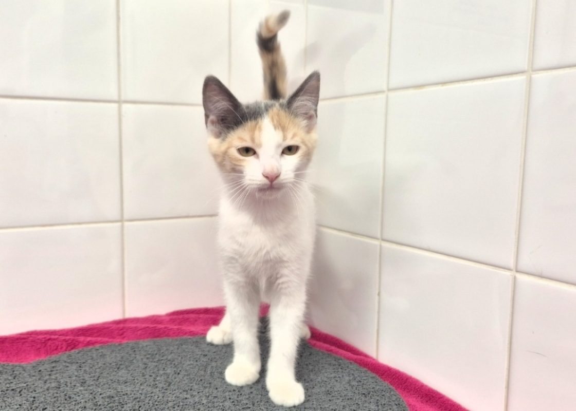 Bianca - Chat Européen à adopter - photo 5