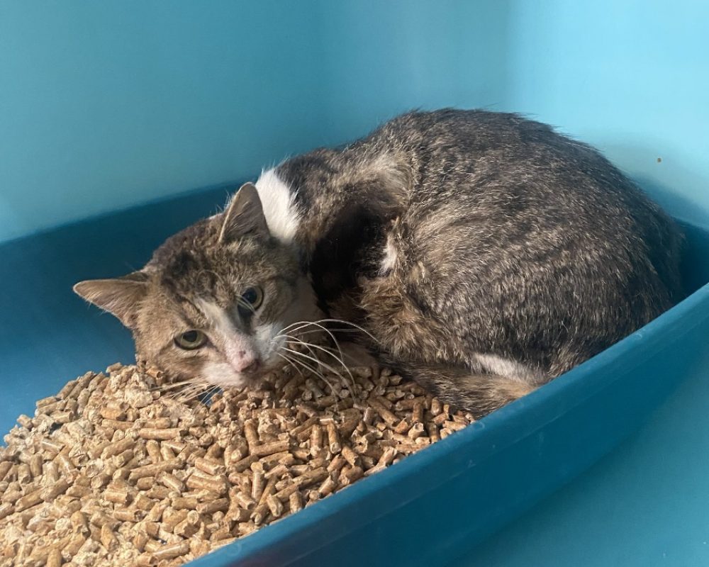 Anteros - Chat Européen à adopter