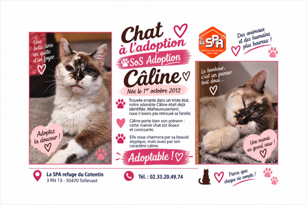 Caline - Chat Européen à adopter