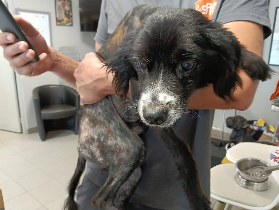 Sam - Chien à adopter