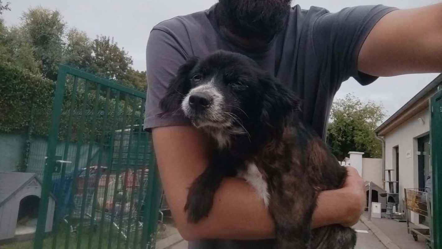 Sam - Chien à adopter - photo 2