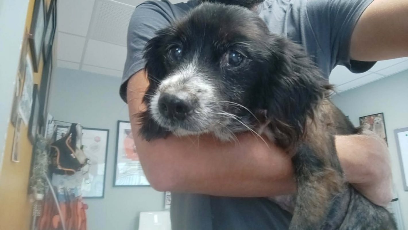 Sam - Chien à adopter - photo 3