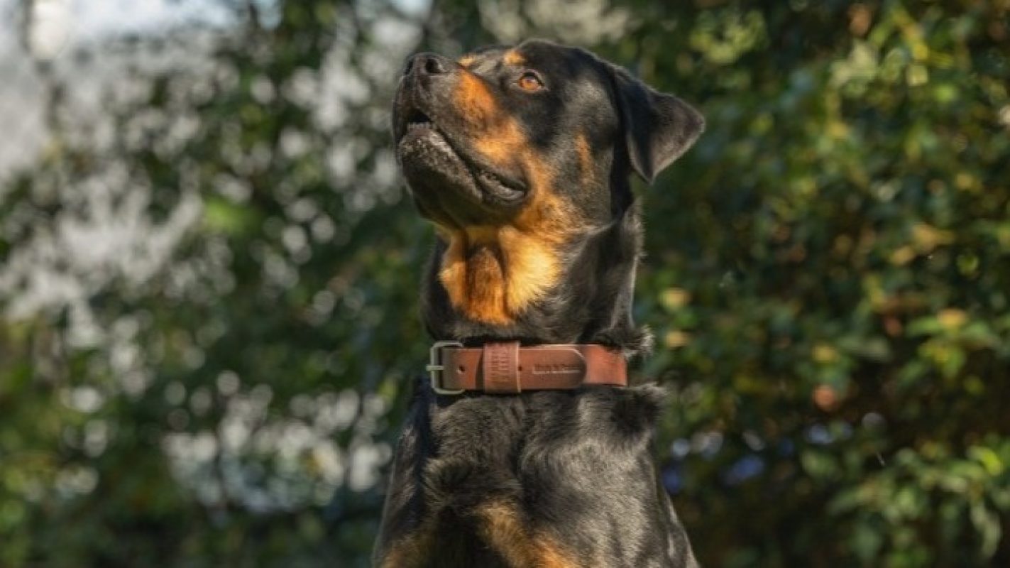 Salvador - Chien Rottweiler à adopter