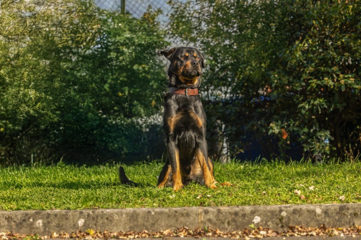 Salvador - Chien Rottweiler à adopter - photo 2
