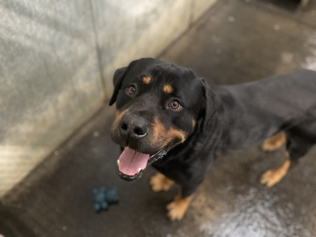 Salvador - Chien Rottweiler à adopter - photo 3