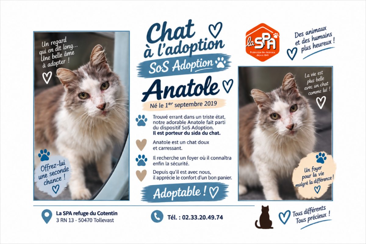 Anatole - Chat Européen à adopter