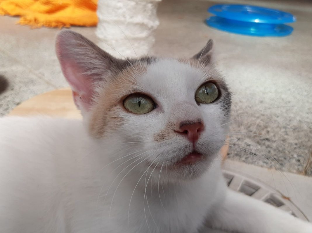 Mirabelle - Chat Européen à adopter