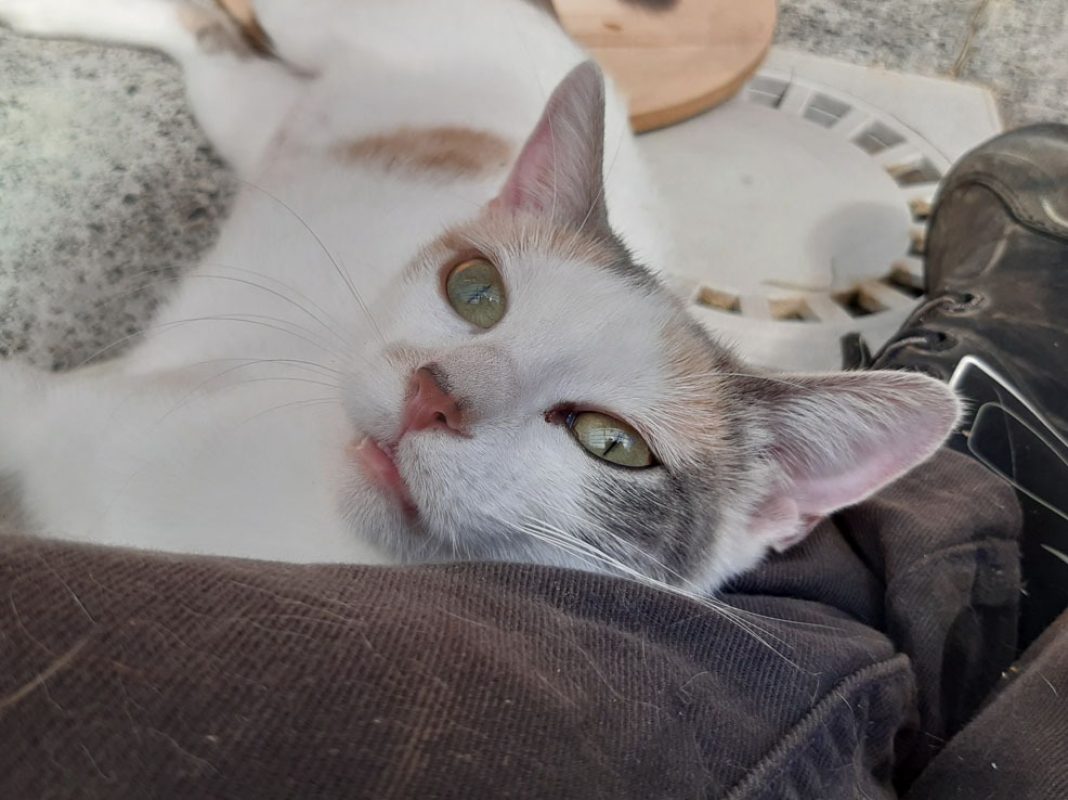 Mirabelle - Chat Européen à adopter - photo 2