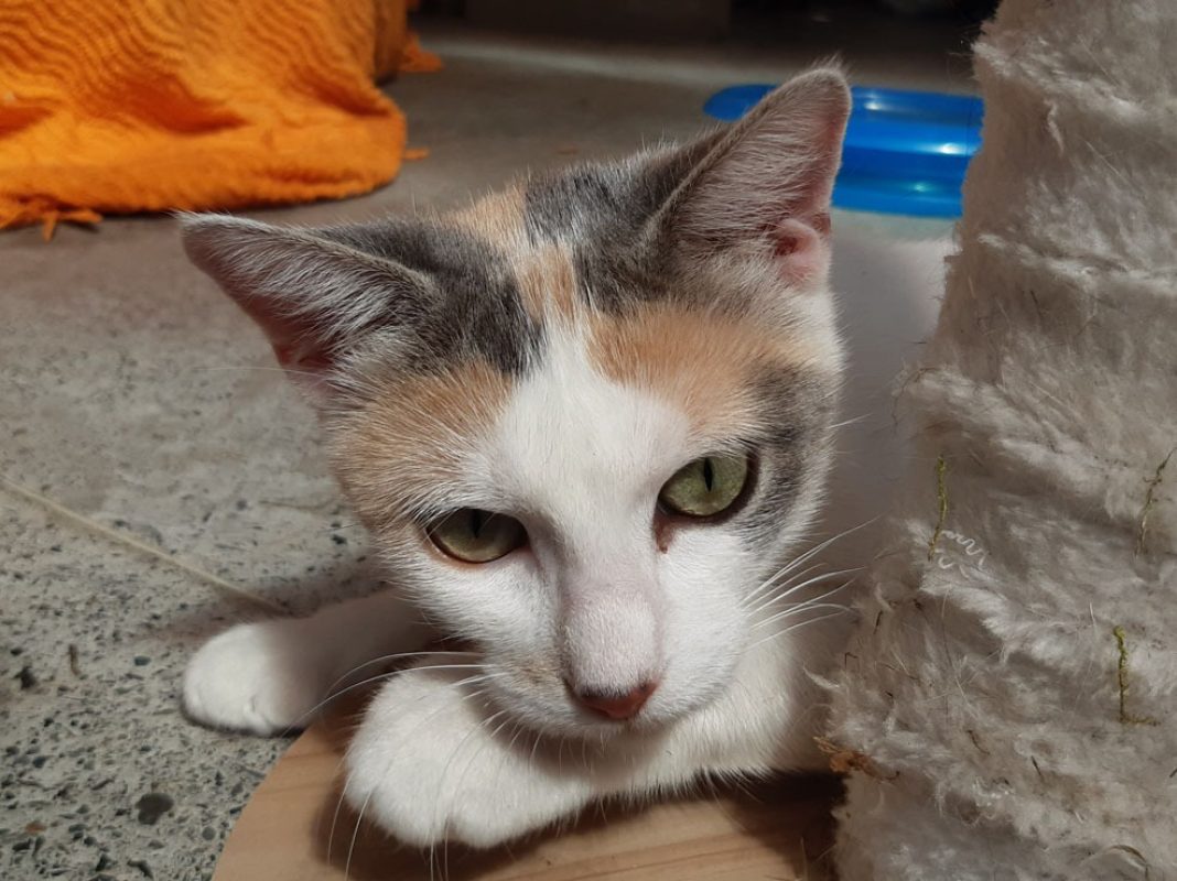 Mirabelle - Chat Européen à adopter - photo 3