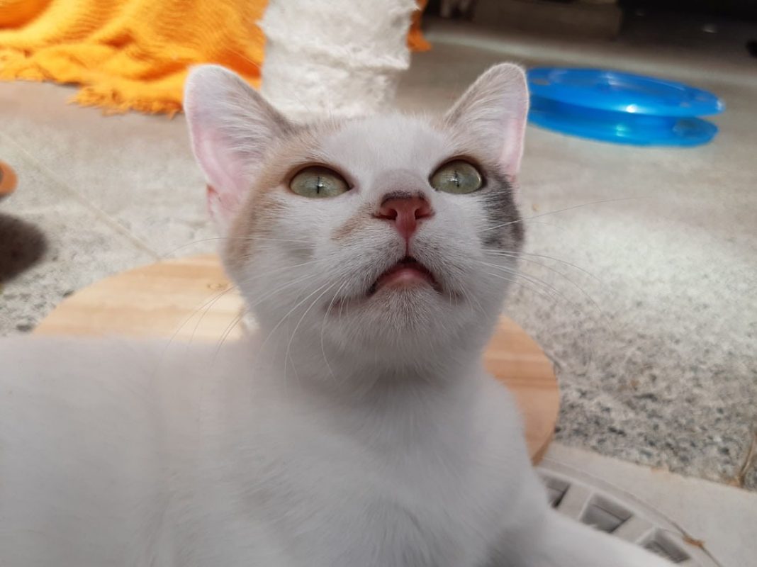 Mirabelle - Chat Européen à adopter - photo 4