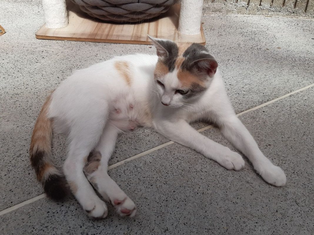 Mirabelle - Chat Européen à adopter - photo 5