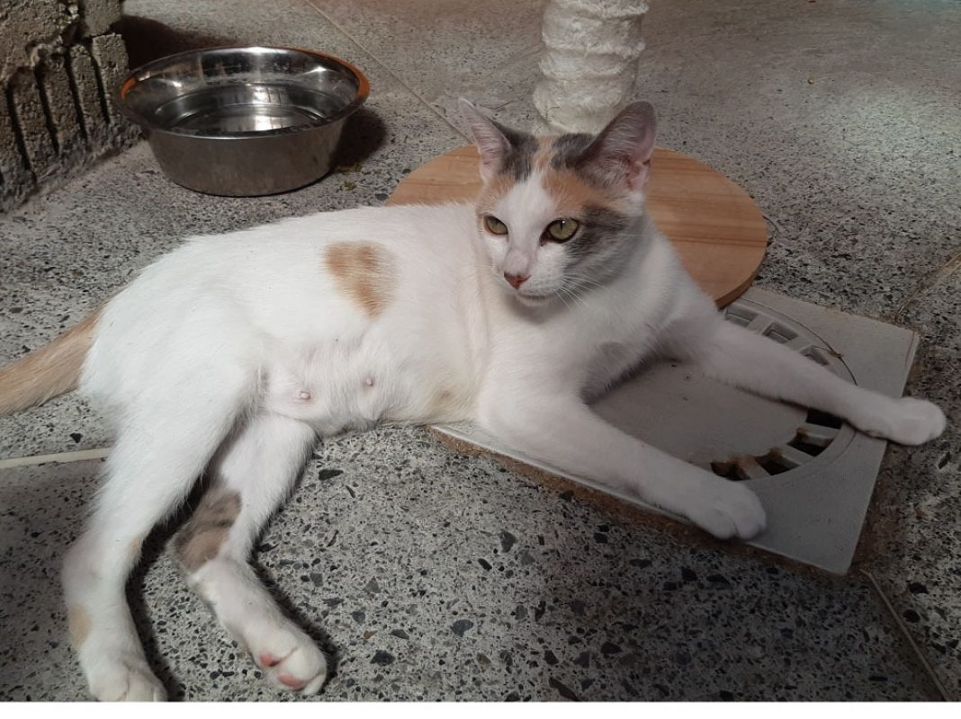 Mirabelle - Chat Européen à adopter - photo 6