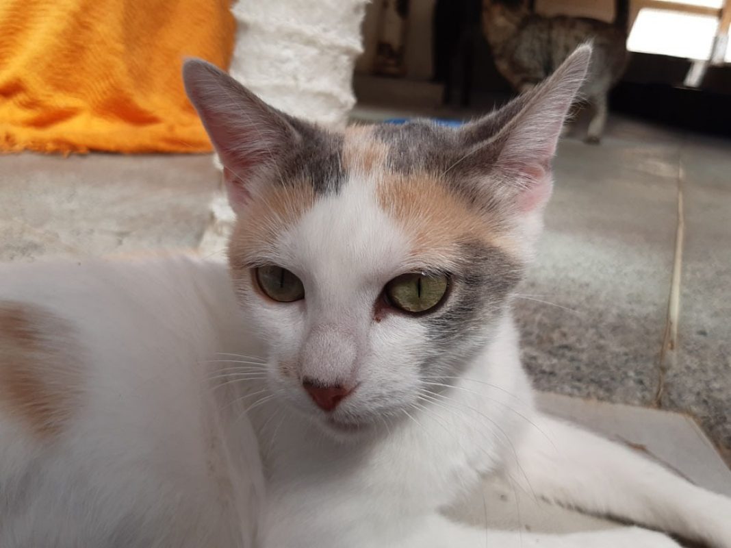 Mirabelle - Chat Européen à adopter - photo 7