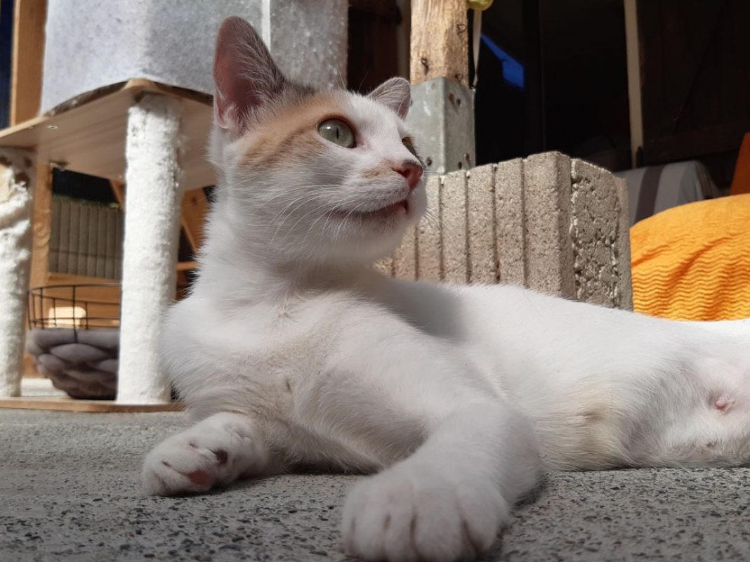Mirabelle - Chat Européen à adopter - photo 8
