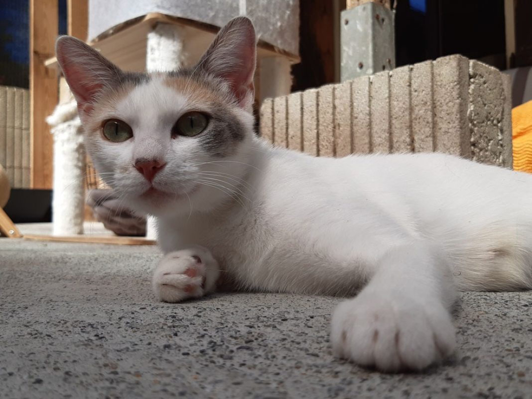 Mirabelle - Chat Européen à adopter - photo 9