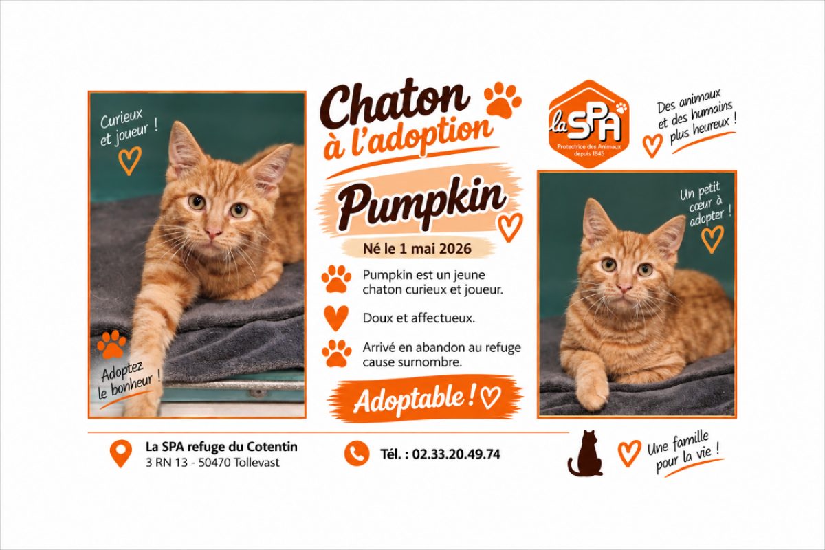 Pumpkin - Chat Européen à adopter