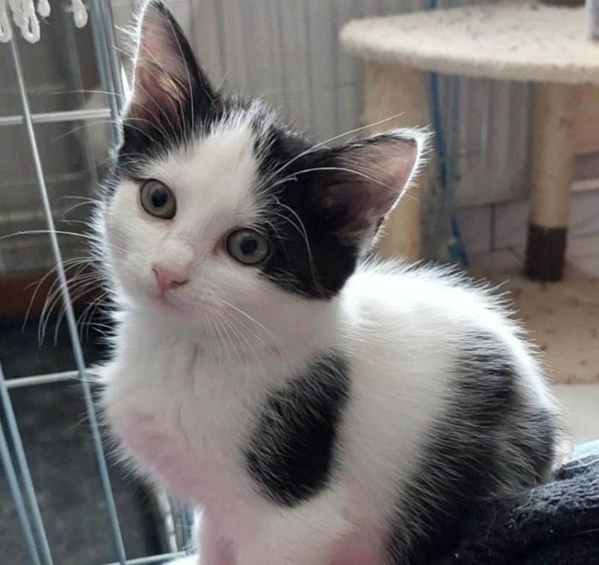 Barkhane - Chat Européen à adopter