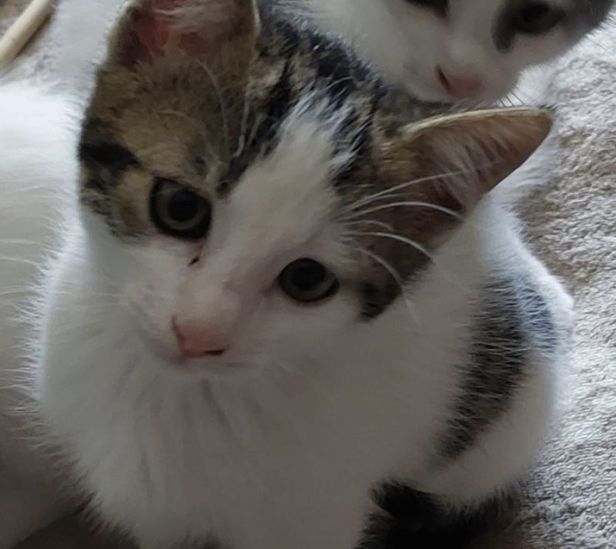 Boston - Chat Européen à adopter