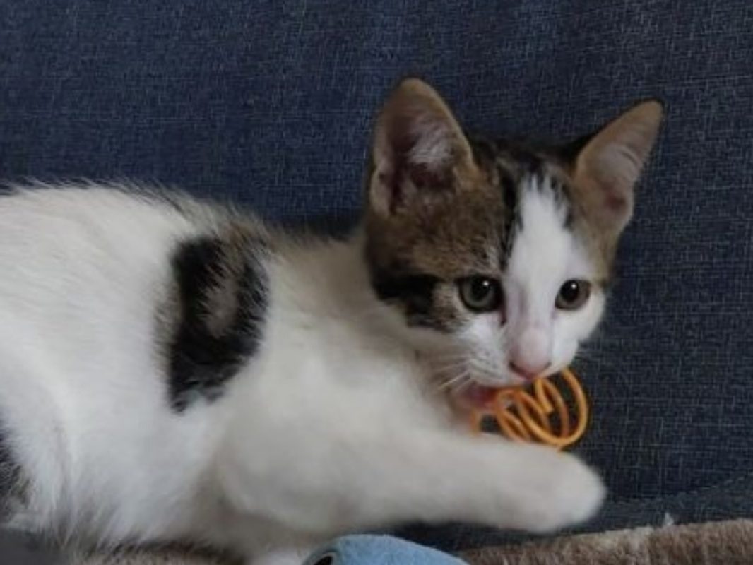 Boston - Chat Européen à adopter - photo 2