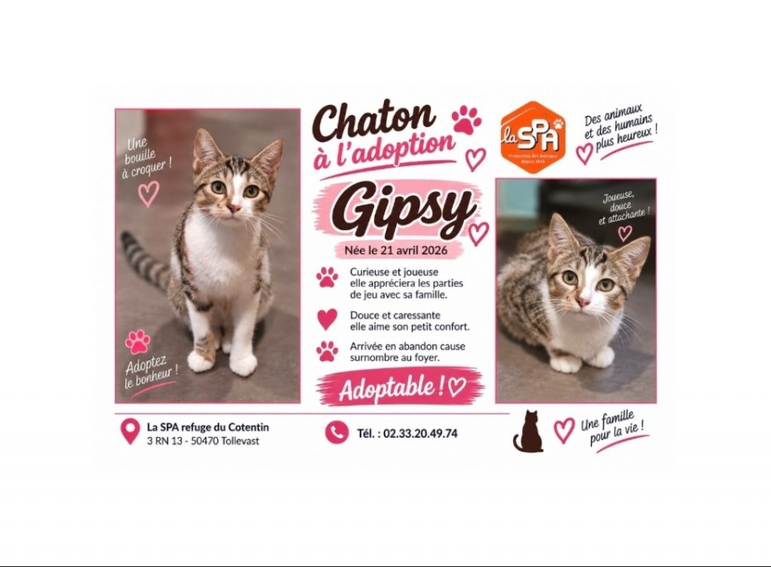 Gipsy - Chat Européen à adopter