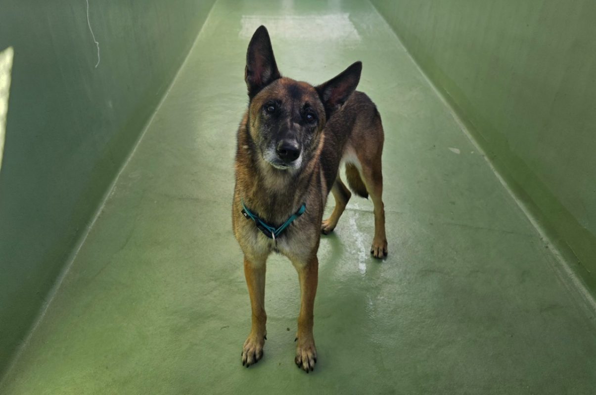 Maya - Chien Berger Belge Malinois à adopter