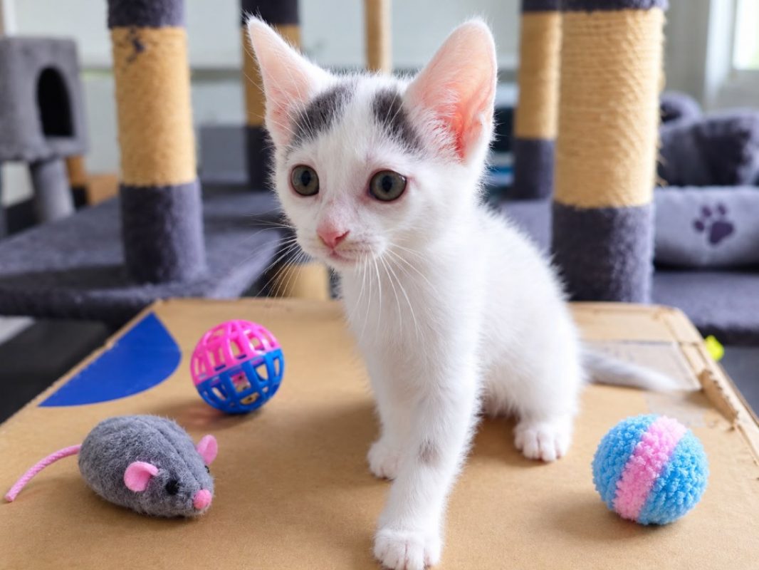 Bubble - Chat Européen à adopter