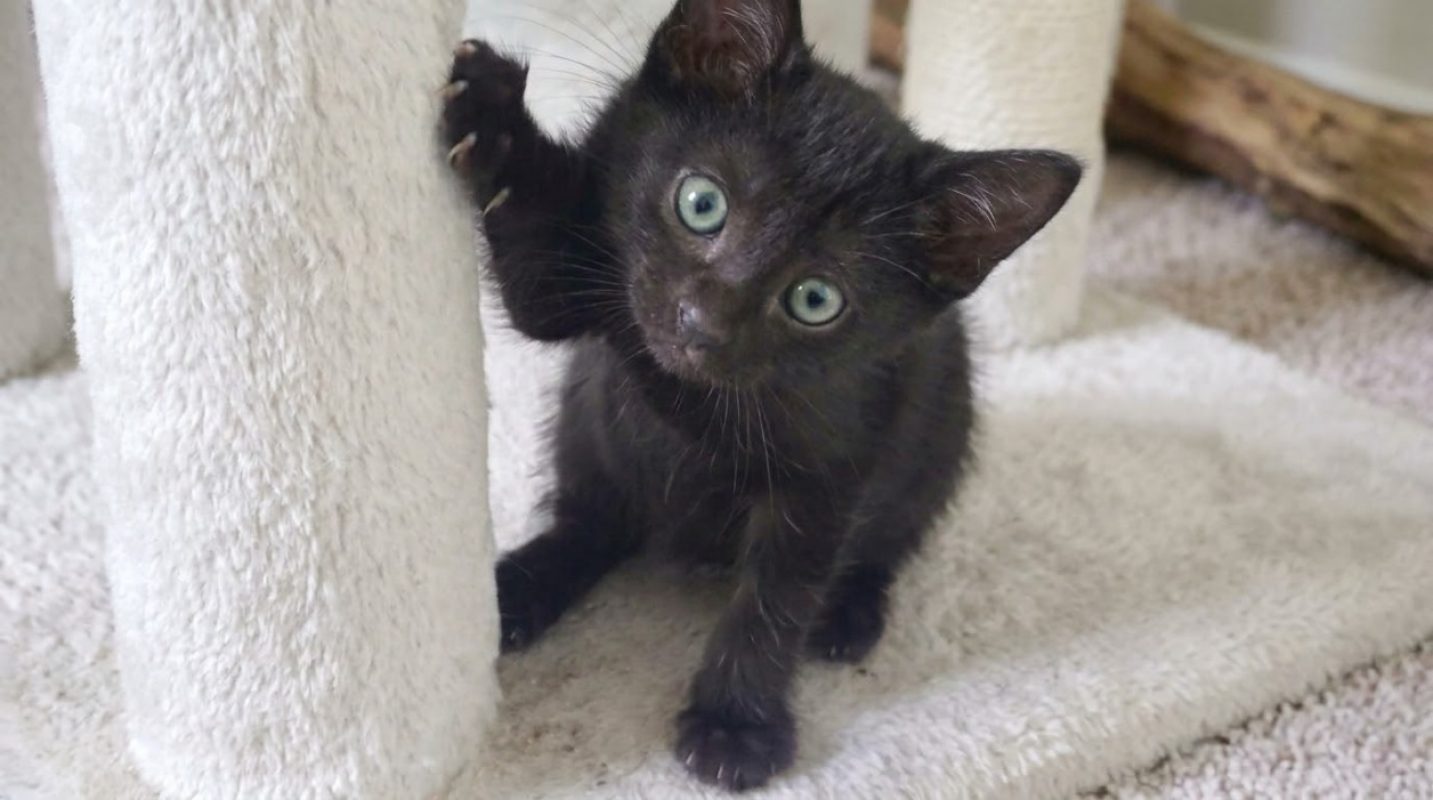 Bella - Chat Européen à adopter