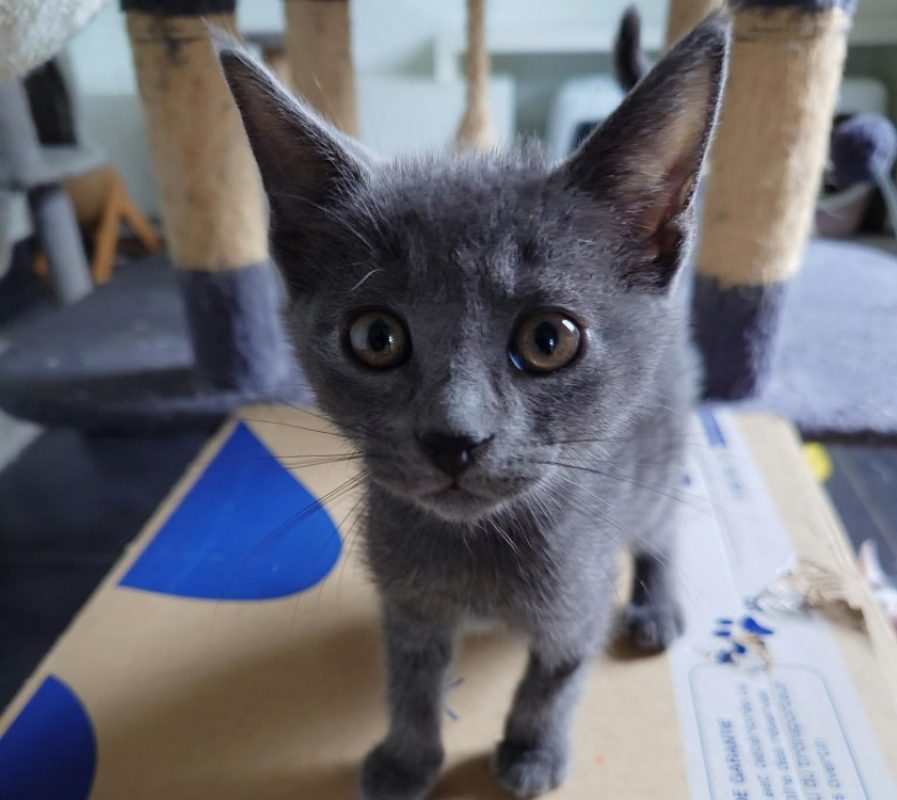 Bolt - Chat Européen à adopter