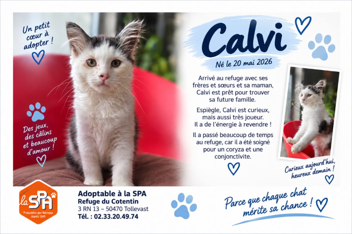 Calvi - Chat Européen à adopter