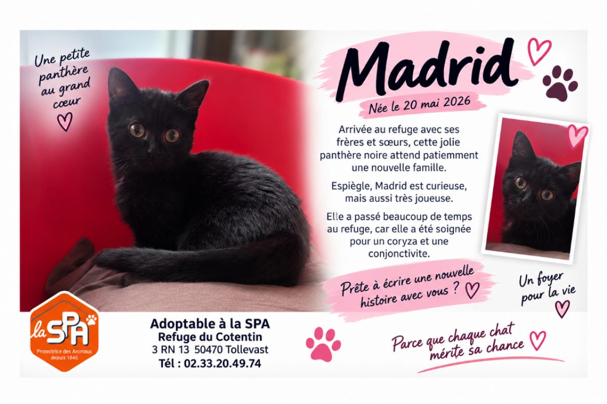 Madrid - Chat Européen à adopter