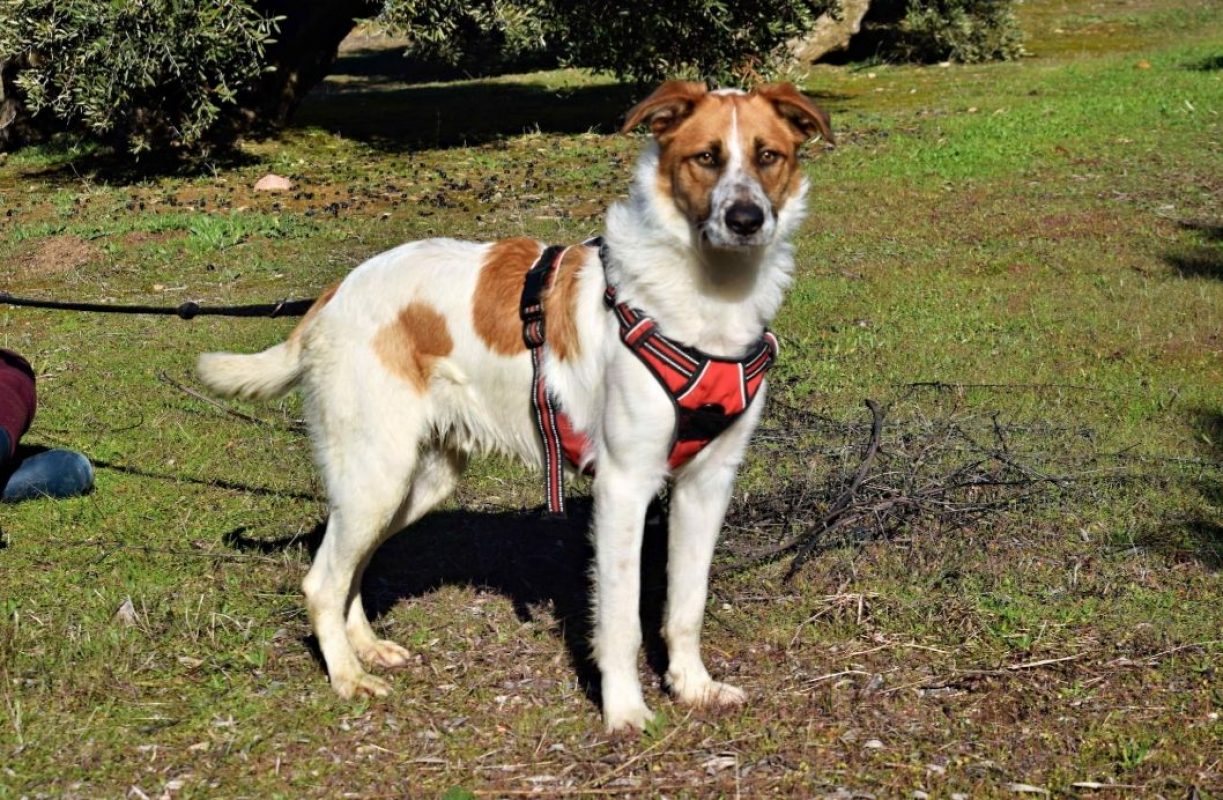 TOMMY - Chien à adopter - photo 3