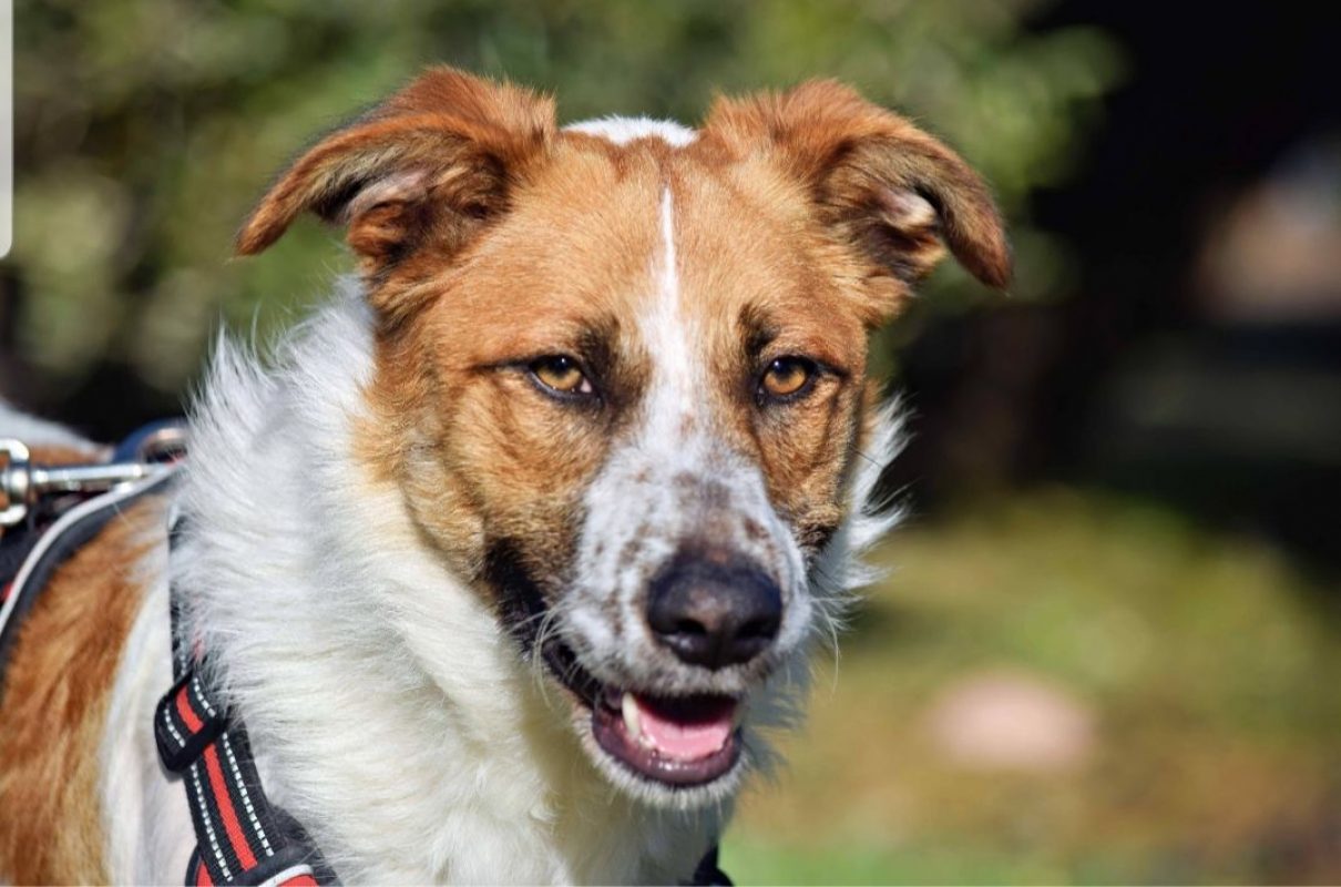 TOMMY - Chien à adopter