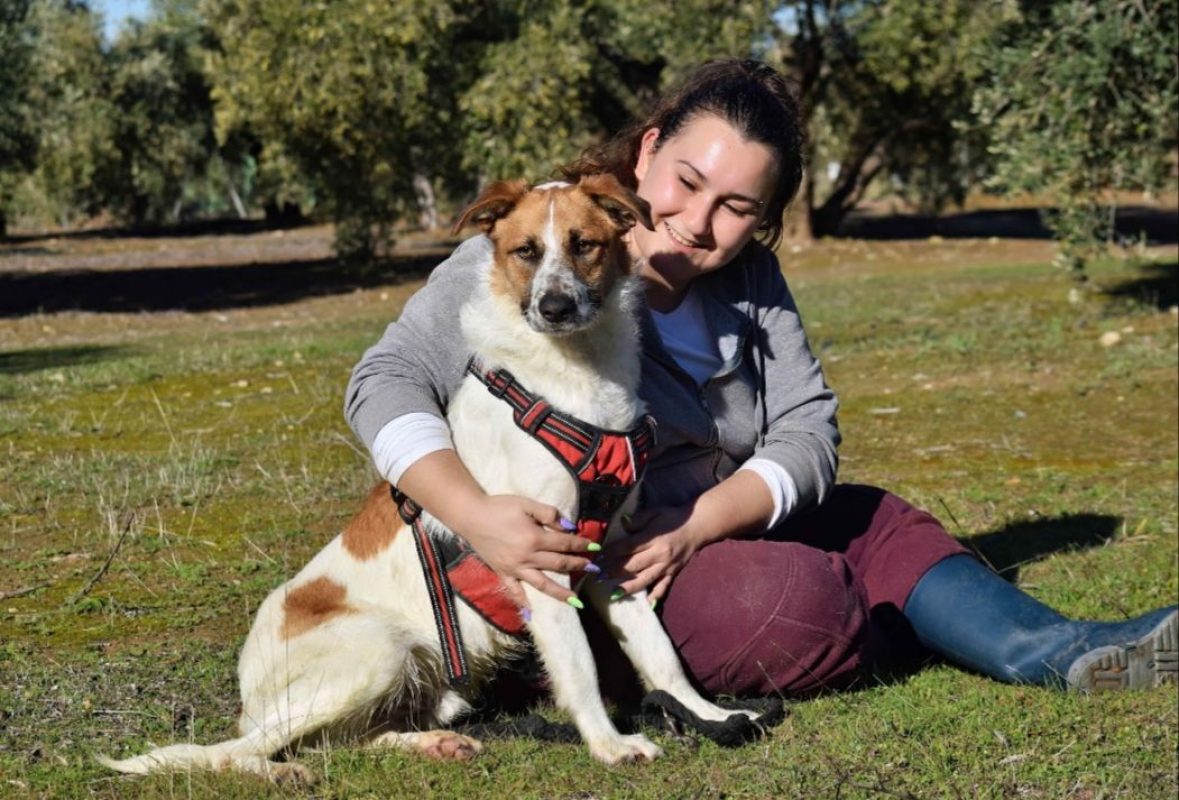 TOMMY - Chien à adopter - photo 2