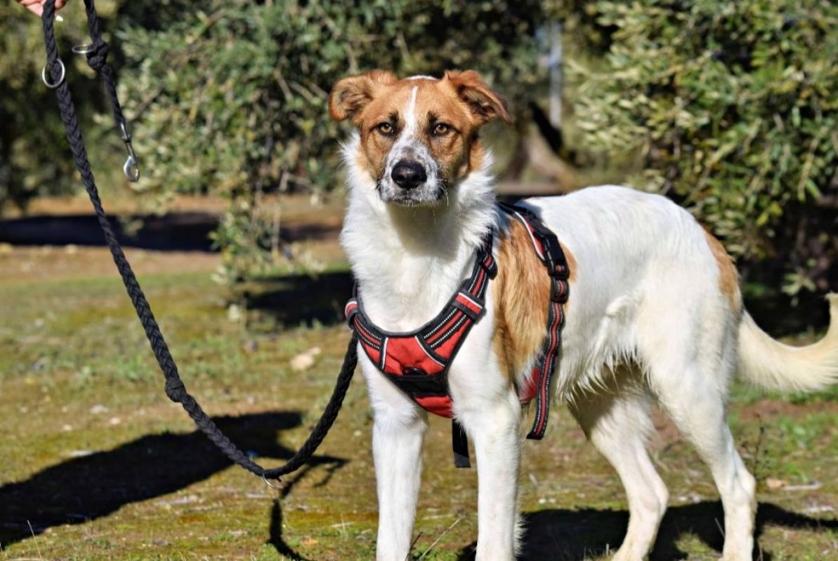 TOMMY - Chien à adopter - photo 4