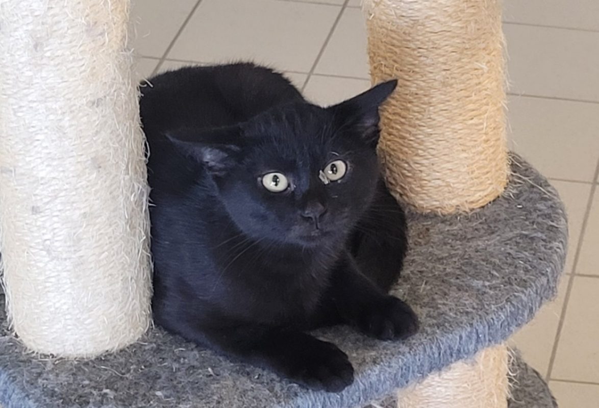 Aristo - Chat Européen à adopter
