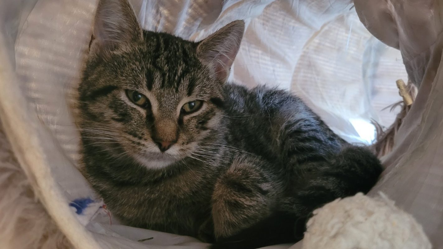 Savane - Chat Européen à adopter