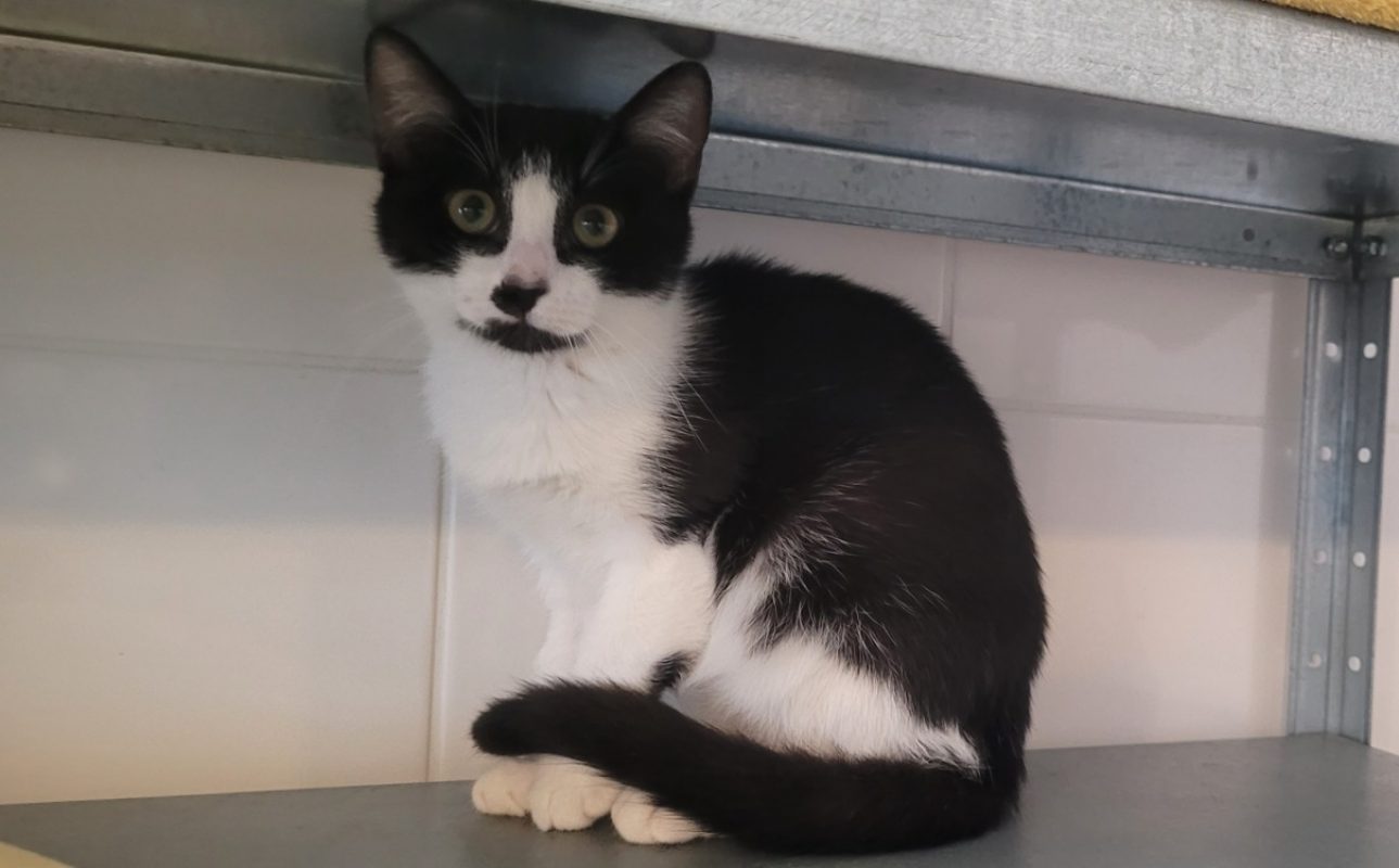 Krokmou - Chat Européen à adopter