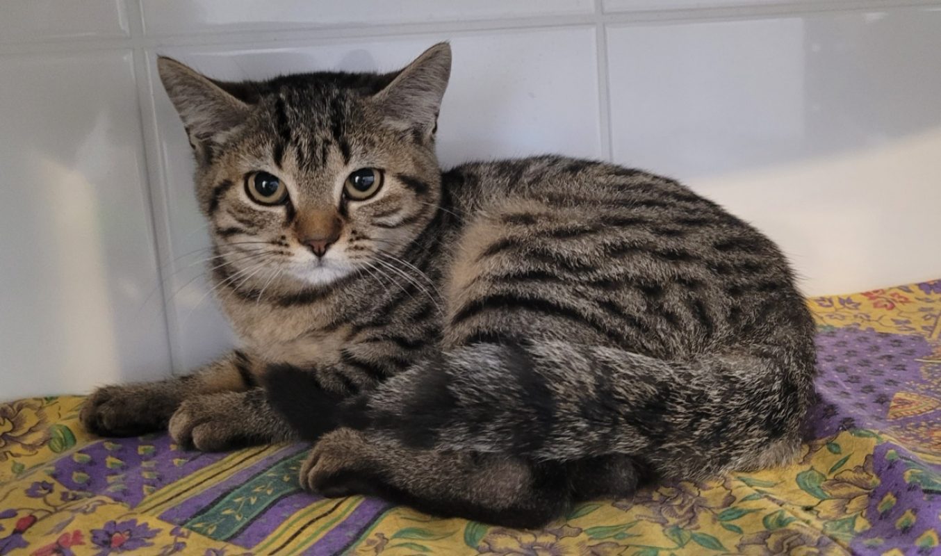 Sidney - Chat Européen à adopter