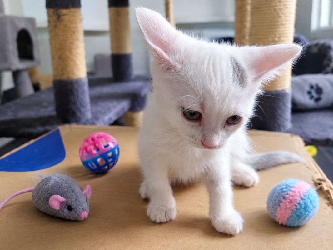 Bonnie - Chat Européen à adopter