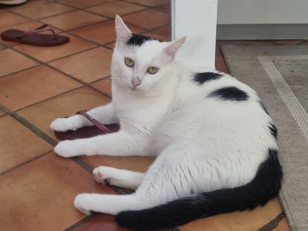 Milo - Chat Européen à adopter
