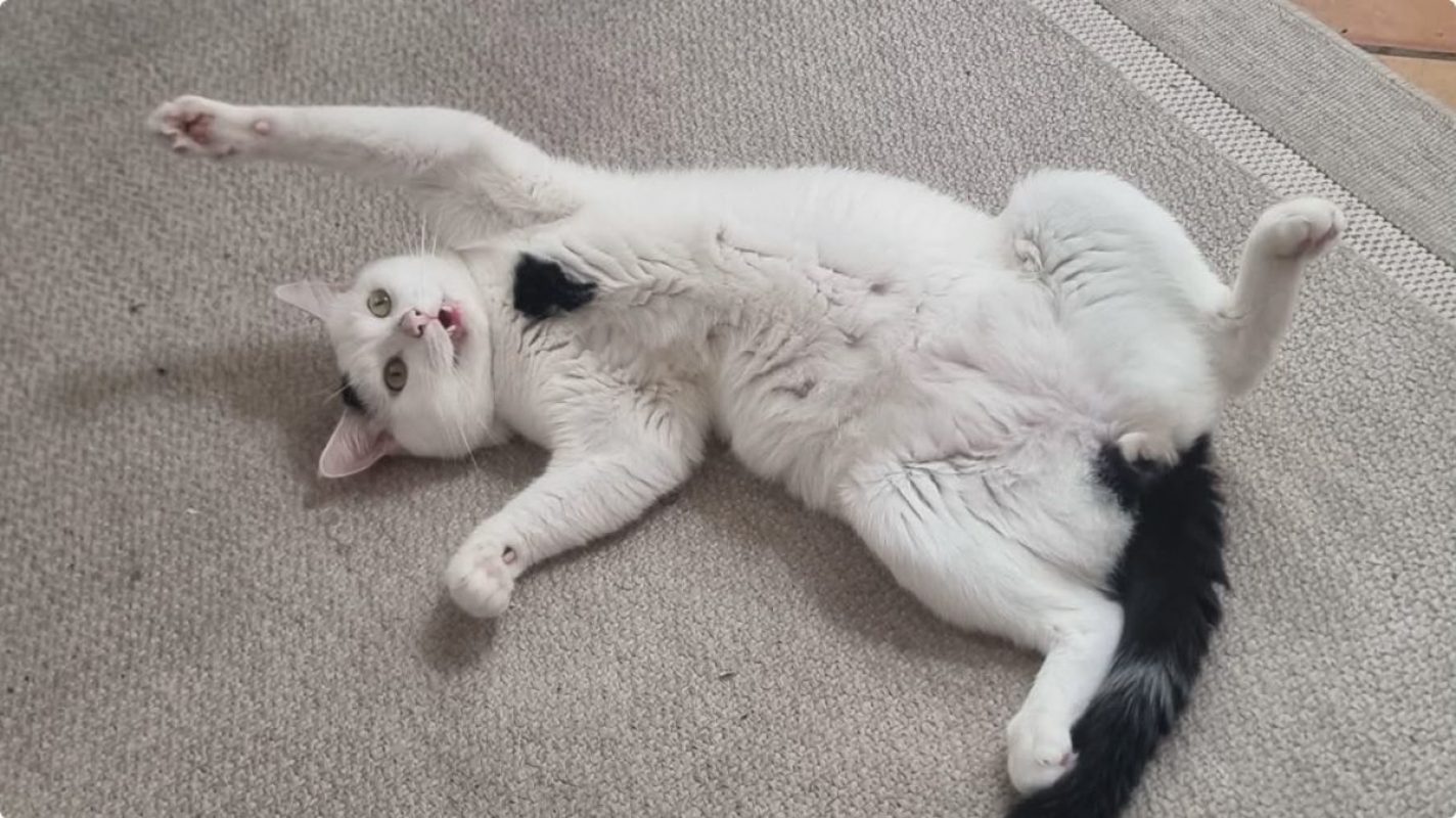 Milo - Chat Européen à adopter - photo 2