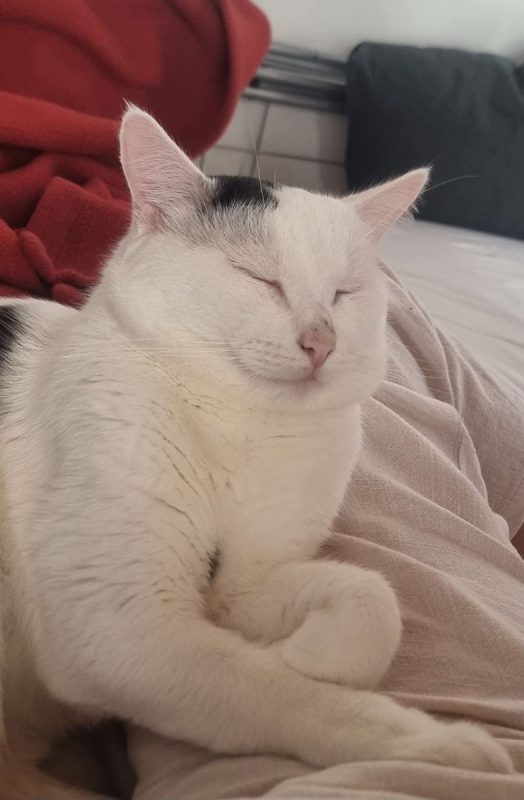 Milo - Chat Européen à adopter - photo 3