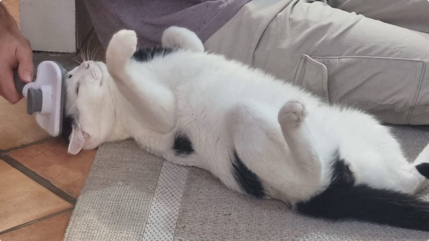 Milo - Chat Européen à adopter - photo 4